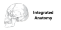 Integrated Anatomy